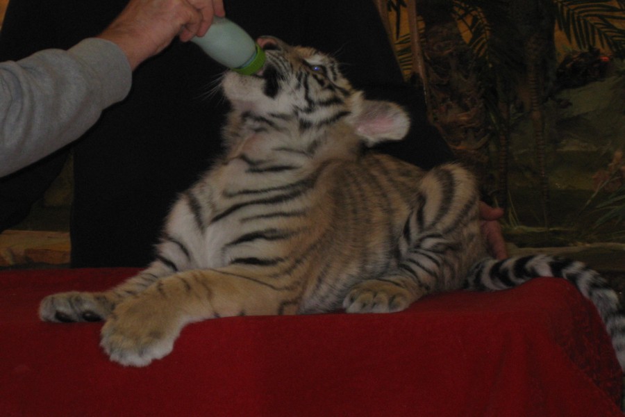 ../image/baby tiger at kalahari resort 3.jpg